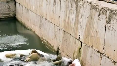 TERRIFYING FALL! BOY PLUNGES INTO CROCODILE POOL!