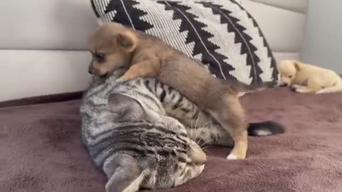 Breaking: Funny Cat Reaction to Puppies [Kitty sees them for the First Time]