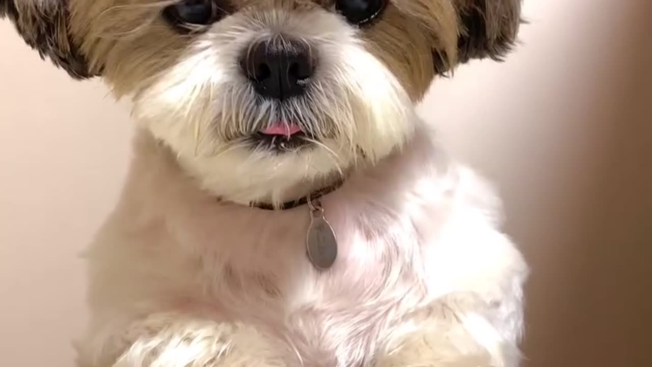 Dog Eats with a Spoon 🍽️🐶 You Won't Believe This!