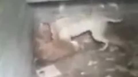 Dogo argentino kills puma
