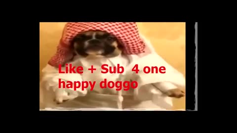 Funny Animal