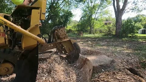Problems With Trees & Stumps Too Close to Homes