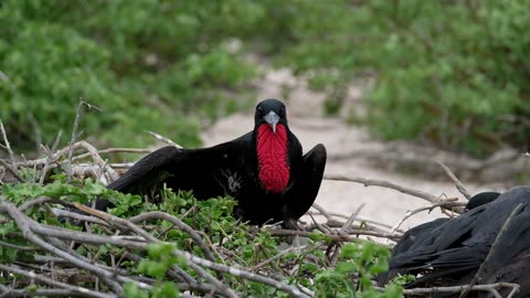 A giant bird waiting for human to feed