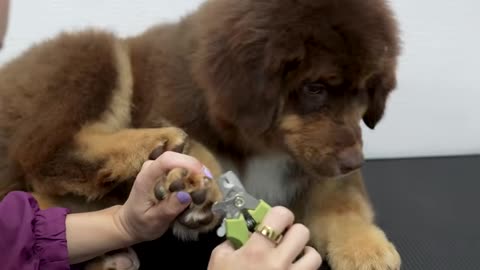 the sweetest calmest puppy protest in history