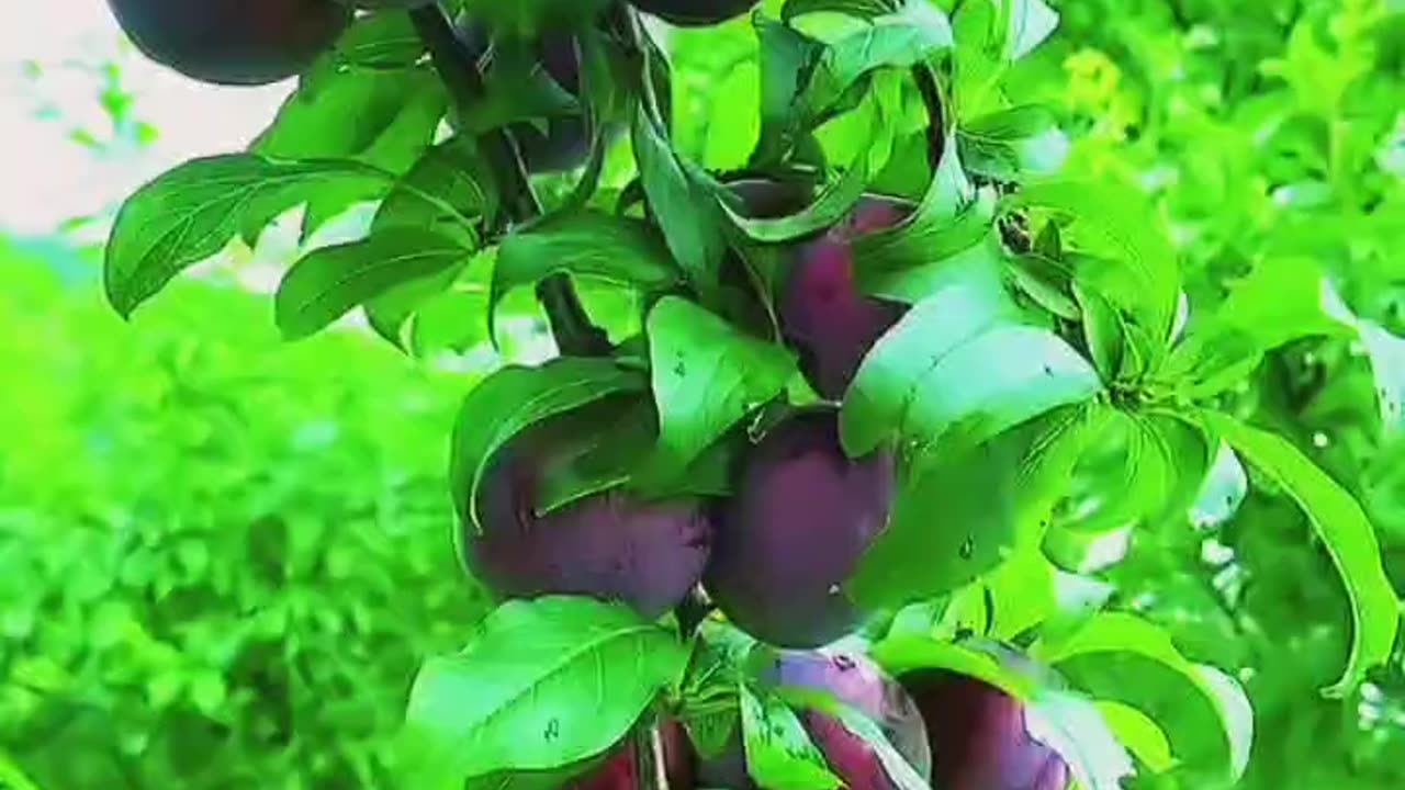 #Asali Sukun To Gaon Mein Hi #Hai 👌👌🫡🫡