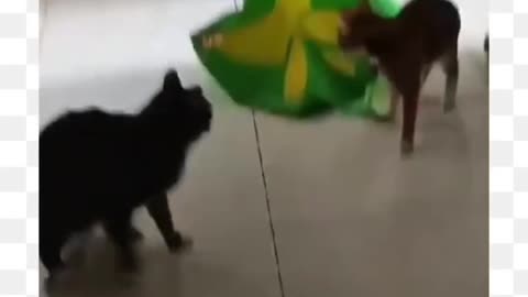 Funny animal videos. 🔊 Cat Alert! Why Sudden Noises Make Kitties Jump Out of Their Fur! 😱🐈"** *