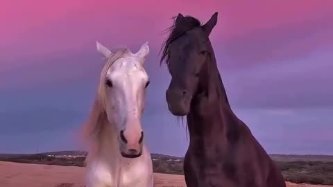 Beautiful Horses