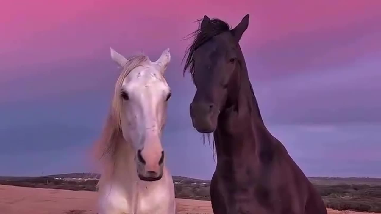 Beautiful Horses