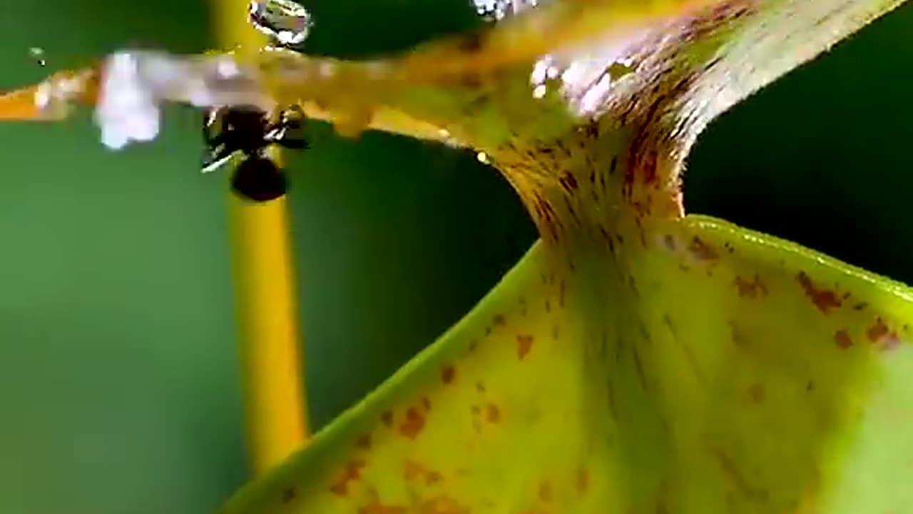 Amazing plants