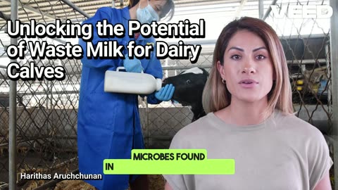 Unlocking the Potential of Waste Milk for Dairy Calves
