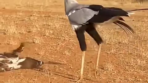 Secretary Bird vs African Wild Dog
