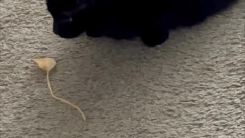 Cute Precious Piper Finds a Leaf on the Floor - Adopting a Cat from a Shelter Vlog #shorts