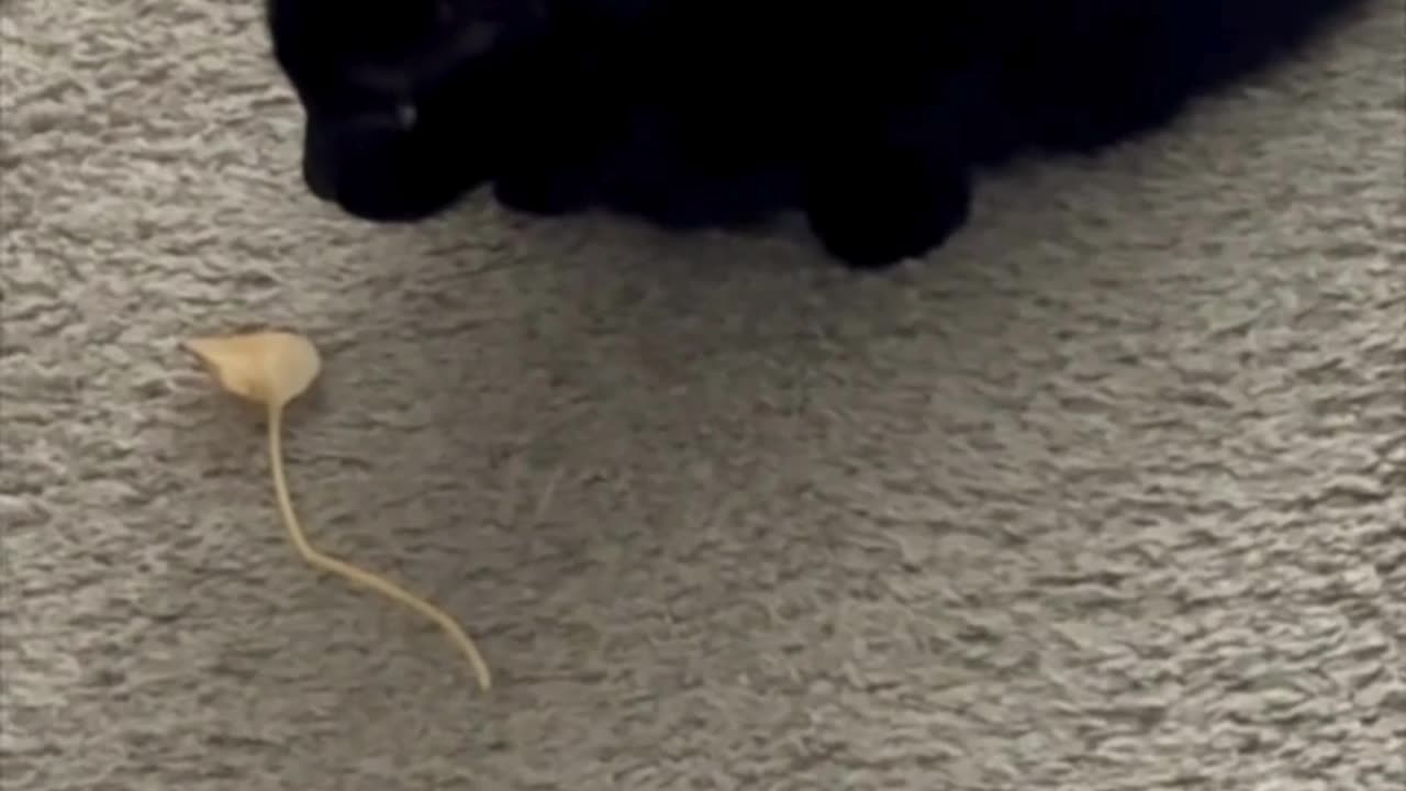 Cute Precious Piper Finds a Leaf on the Floor - Adopting a Cat from a Shelter Vlog #shorts