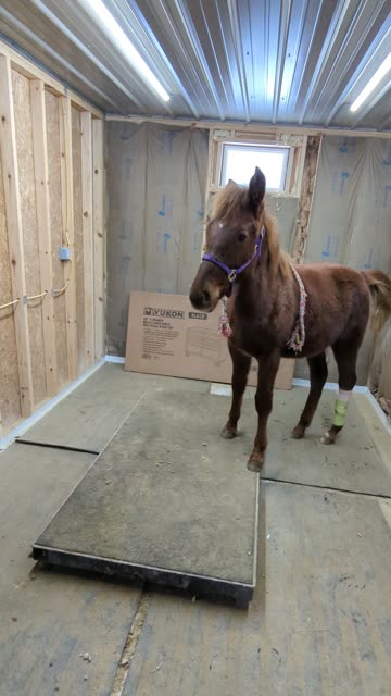 Sriracha being sent onto the EquiVibe 29 Jan 2026