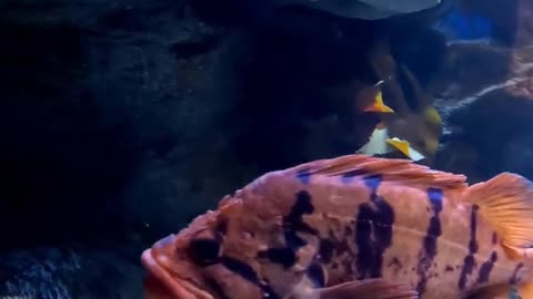 Rocky Reef at The Birch Aquarium in San Diego