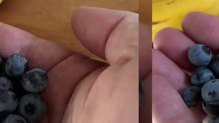 Yummy Blueberries 🫐 Picked at Jaya