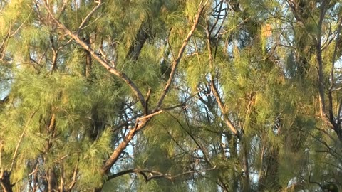 Fighting Lorikeets 16