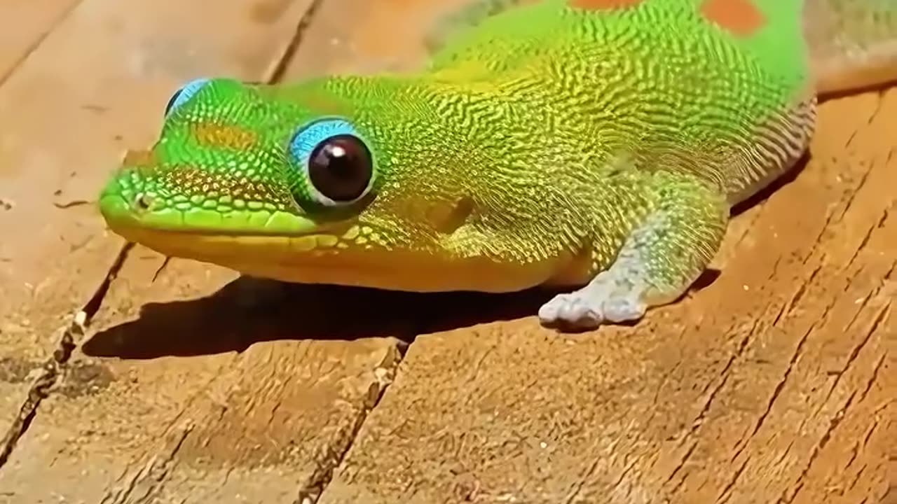 They saved a gecko egg and then nurtured it