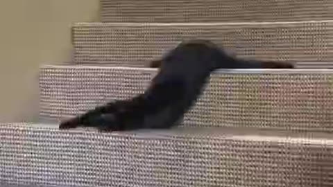 Animal Dances? 😱 Watch These Pets Steal the Spotlight!