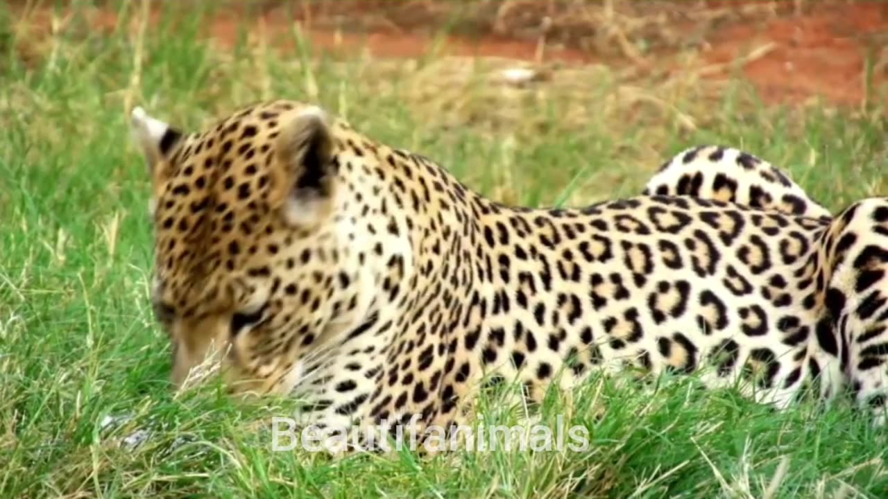 Beautiful wildlife#