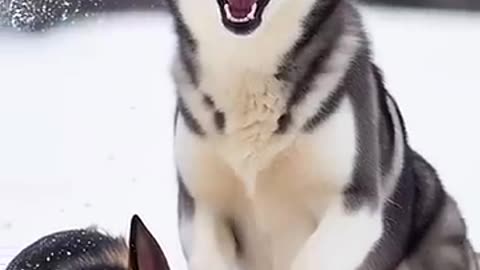 Rottweiler Puppy vs Pitbull puppy