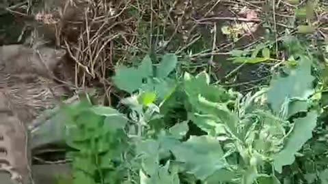 Ukraine war combat footage 10/21/25