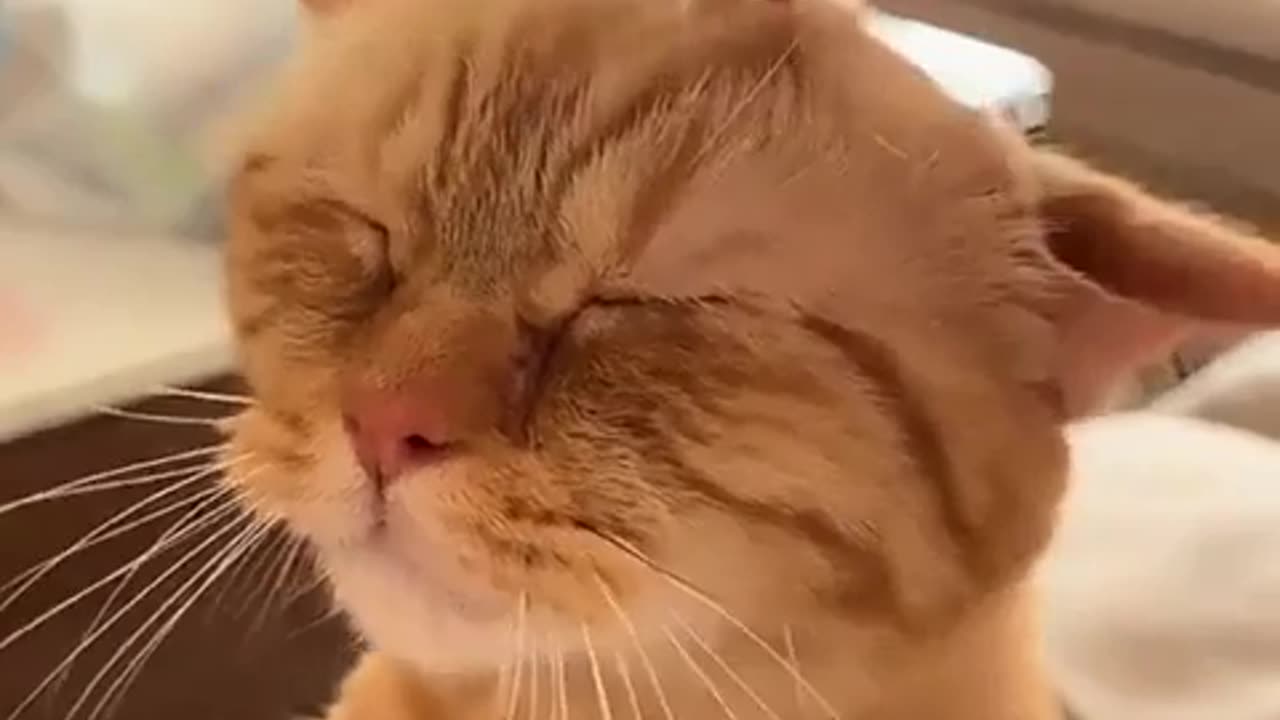 🤣🕺 Watch This Hilarious Head Dance You Can’t Stop Watching! | FunFM