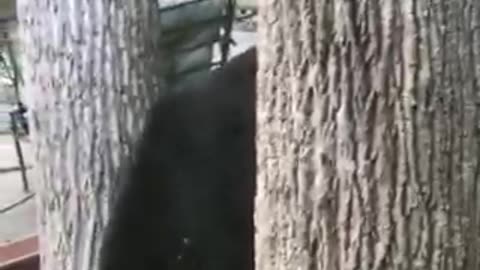 Bear drops the squirrel feeder