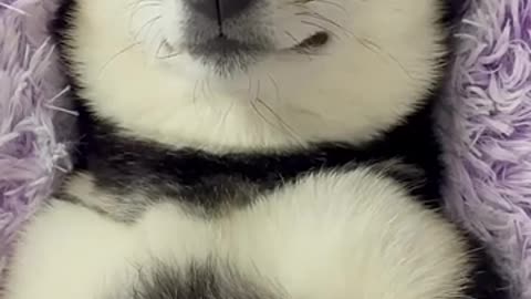 Doggy massage