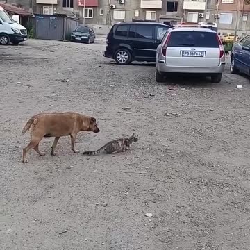 Hey! Leave that bird alone 😅😅😅