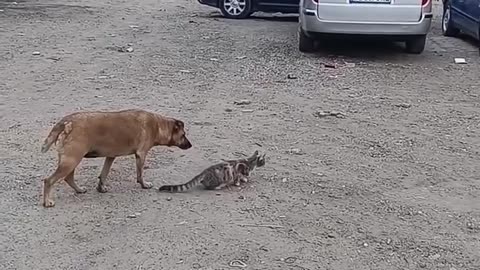 Hey! Leave that bird alone 😅😅😅