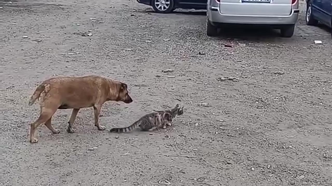 Hey! Leave that bird alone 😅😅😅