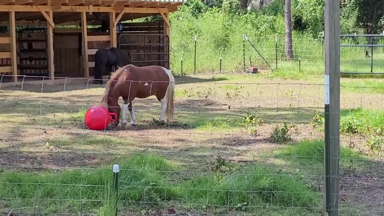 Jake entertaining himself