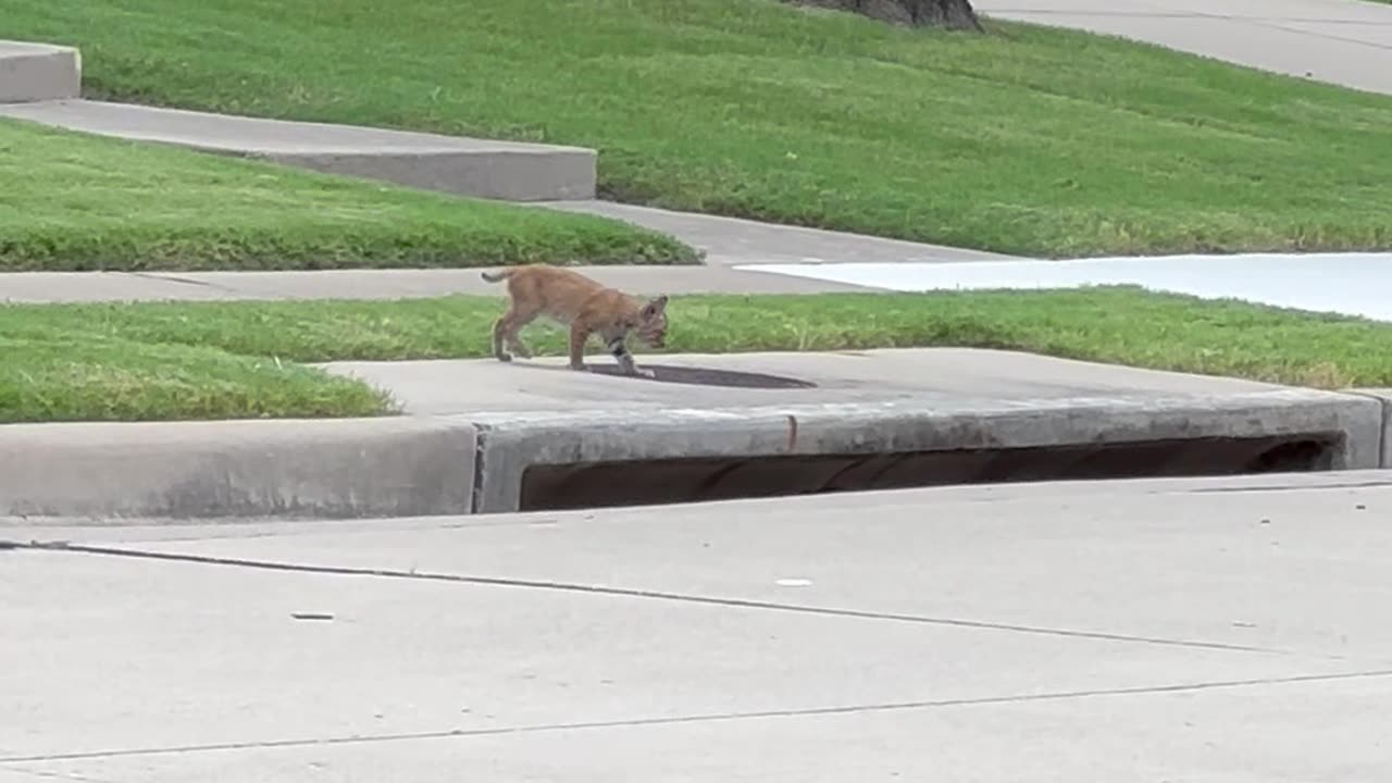 Bobcat Family Spotted in Texas Neighborhood