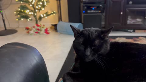 Cute Precious Piper Looks Like a Plushie on My Lap - My Adopted Shelter Cat Vlog