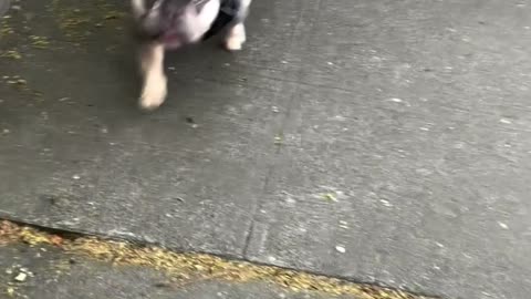 Acted Like a Stranger to See If My Dog Knew It Was Me