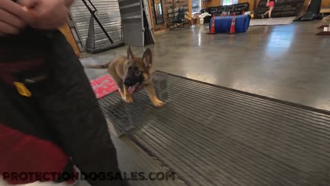 German Shepherd Puppy loving agility
