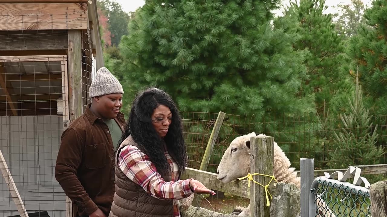 Animals