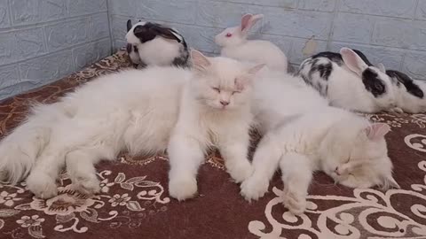funniest animals new funny cats and dogs videos