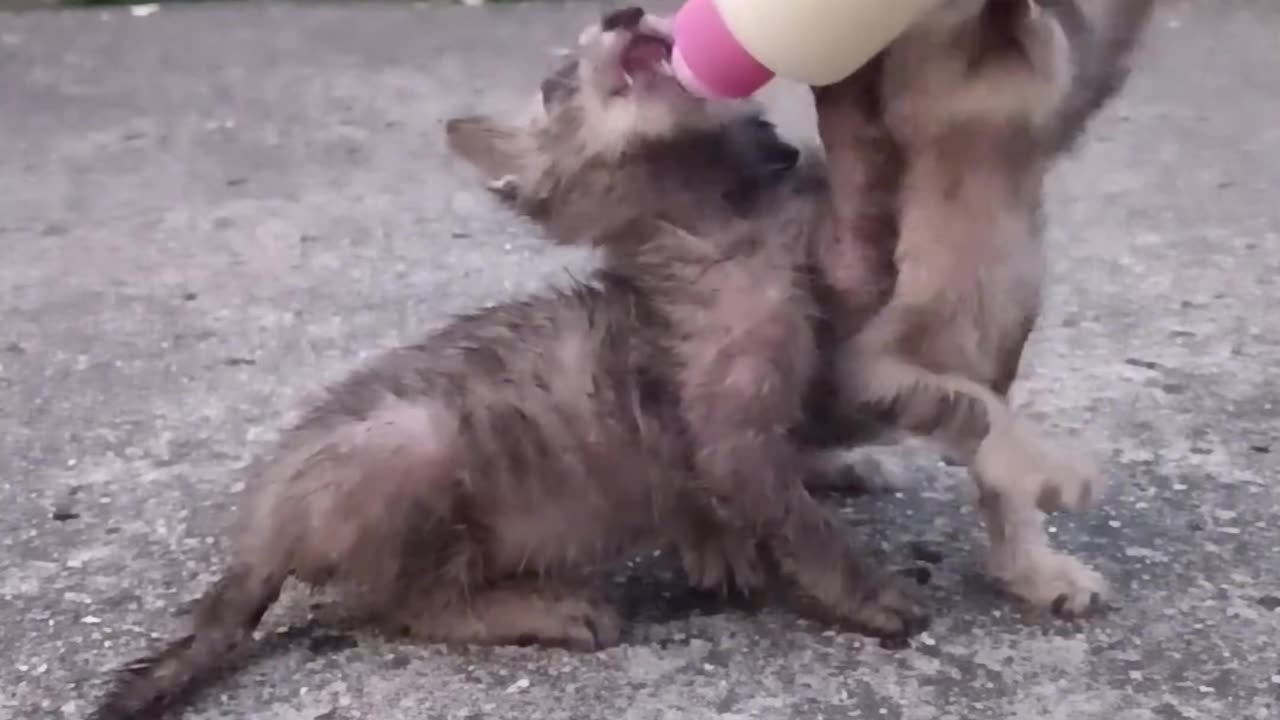 Snack Time: Two hungry and adorable little brothers 🍼🐾 🥺 Prepare your heart