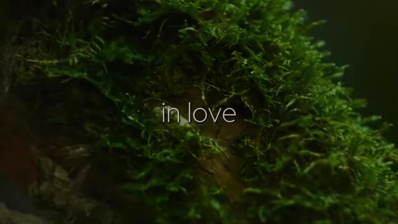 🙏✨ Wednesday's Blessing | A Prayer for Wisdom and Guidance | InGodWeTrustDaily