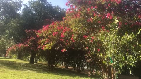 Trees are in full blossom，🌸