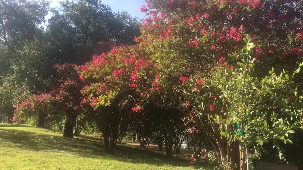 Trees are in full blossom，🌸