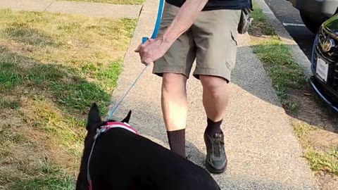 Xena short 2