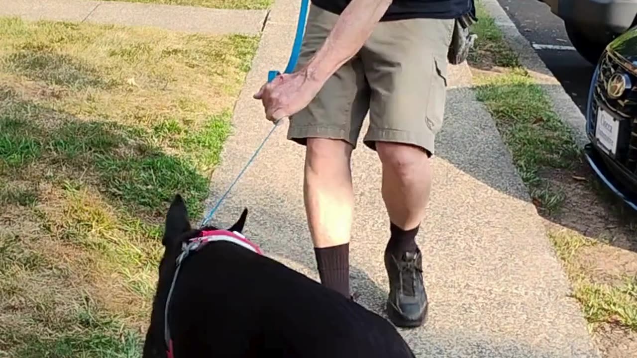 Xena short 2