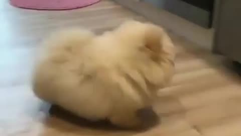 funny animals