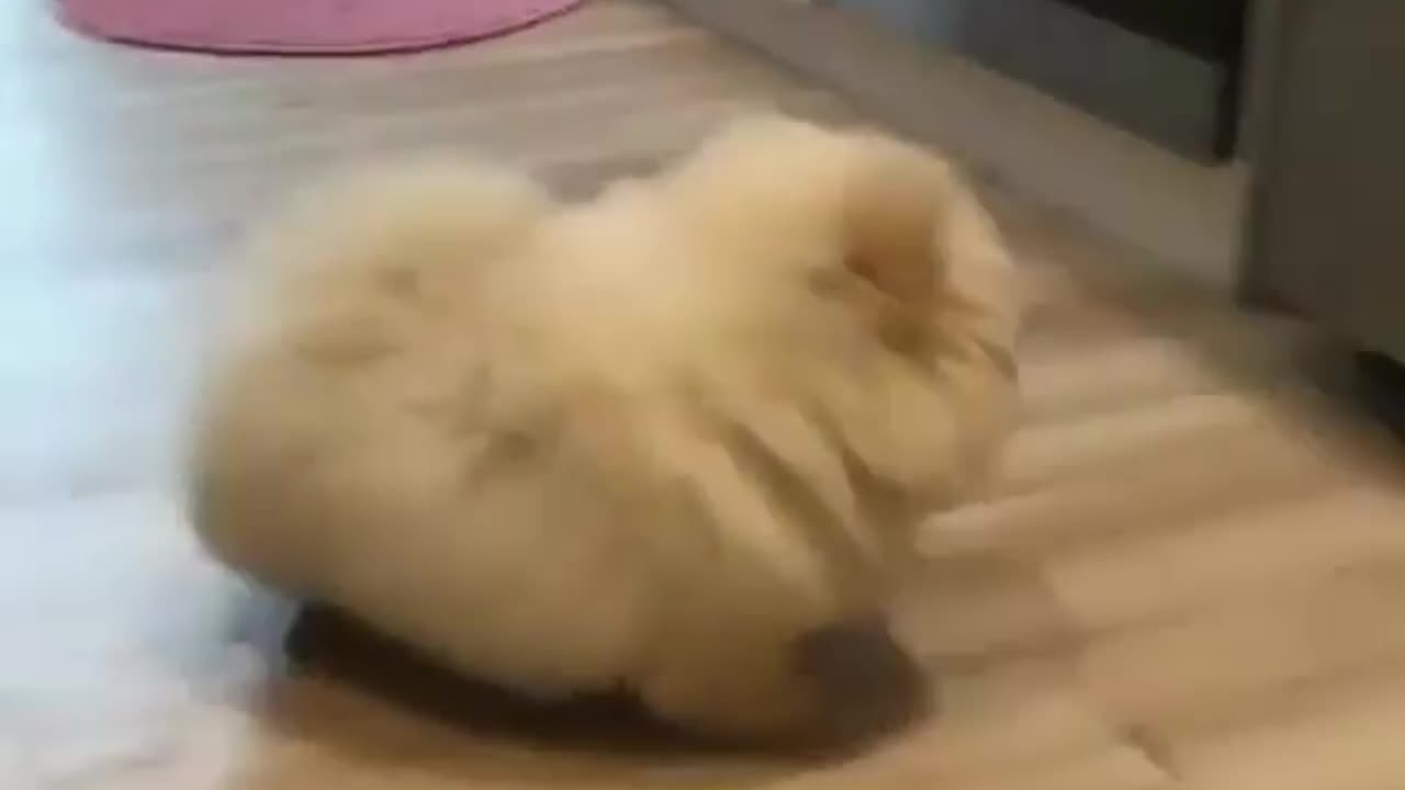 funny animals