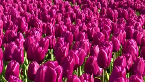Exploring the Most Colorful Garden in Town!"