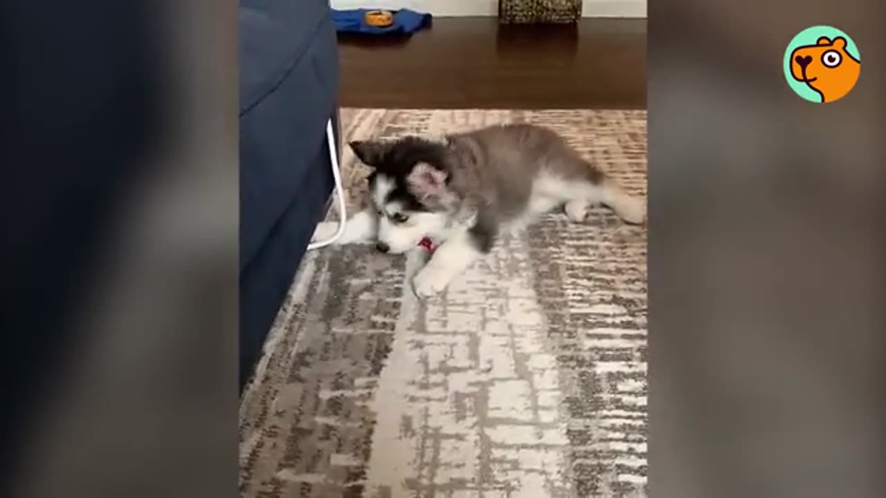 Cuteness overload "dog lover"