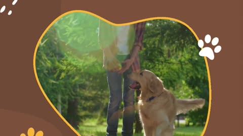 English Golden Retriever: Friendly, Loyal Companions for Your Home
